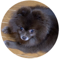 suzu